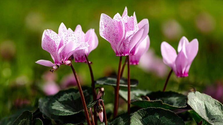 cyclamen