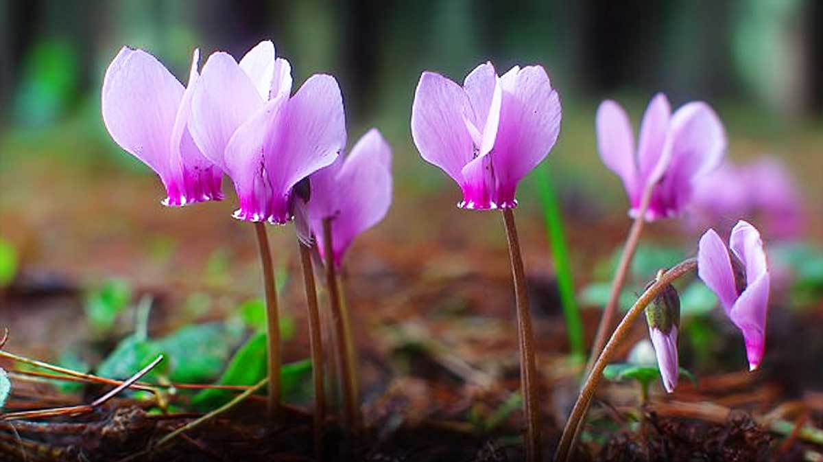 cyclamen