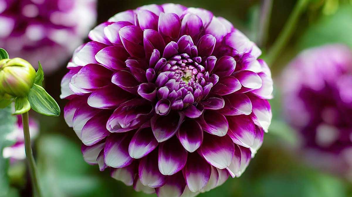 dahlia