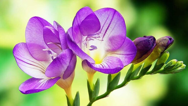 freesia