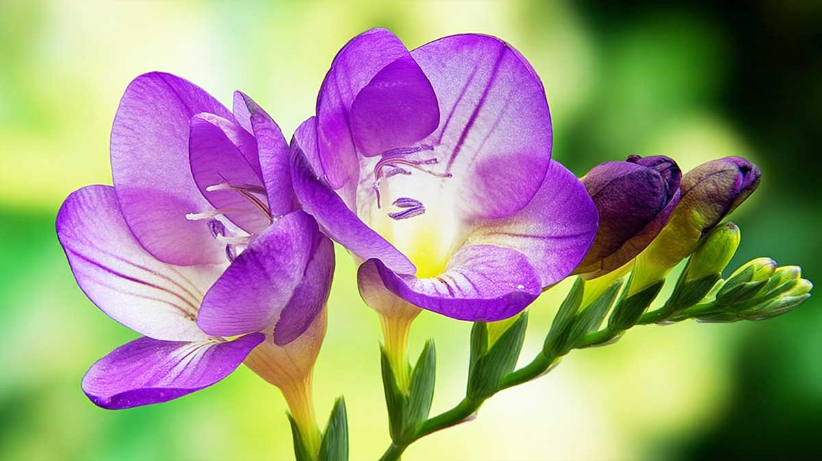 freesia