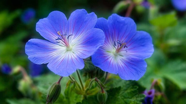 geranium rozanne