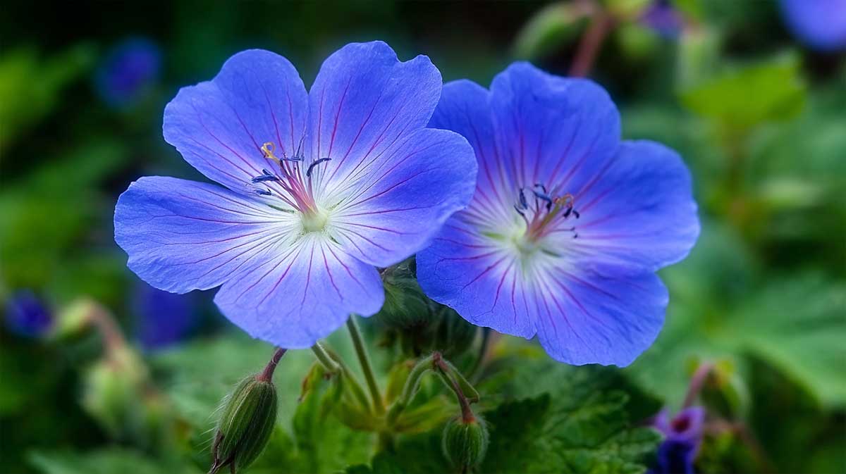 geranium rozanne