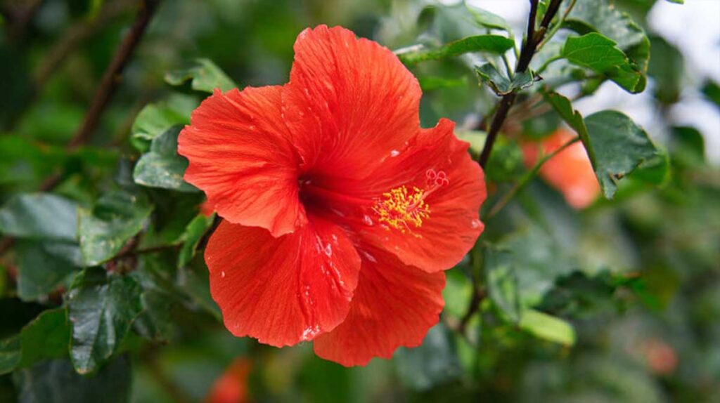 hibiscus rouge