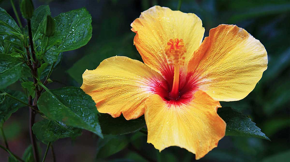 hibiscus