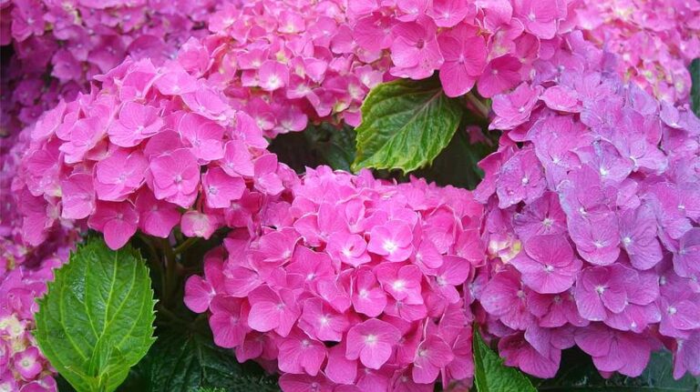 hortensia