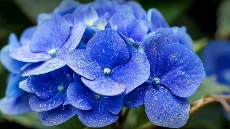 hortensia bleu