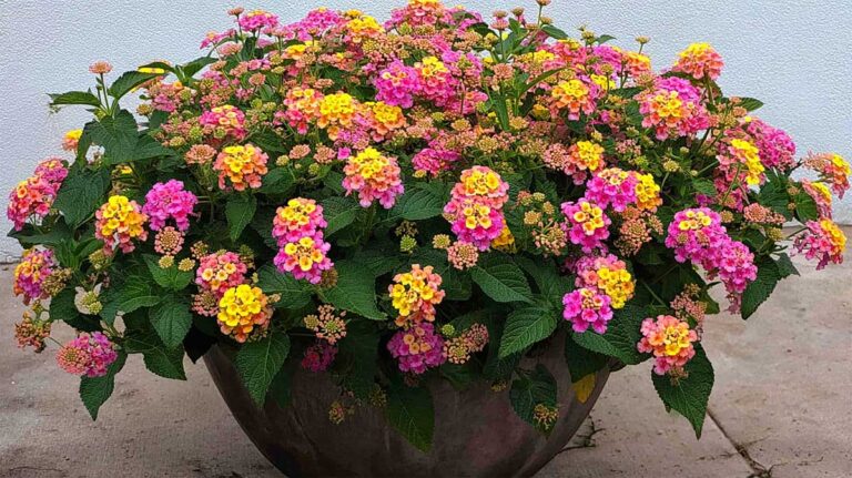 lantana