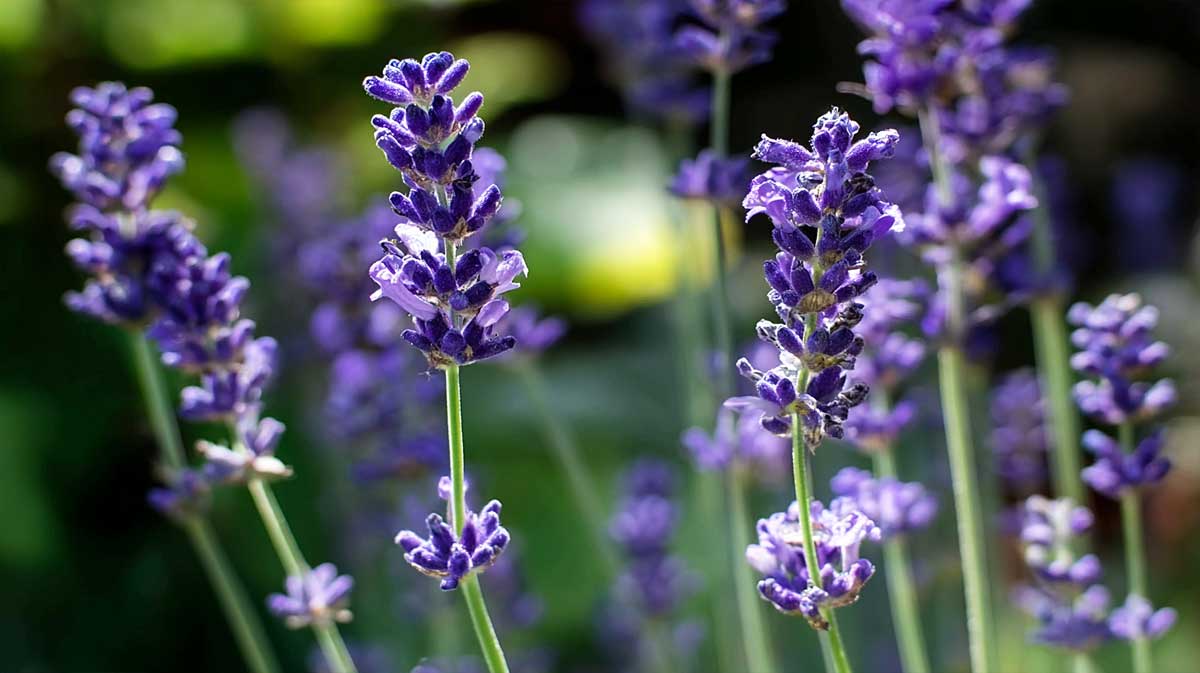lavande