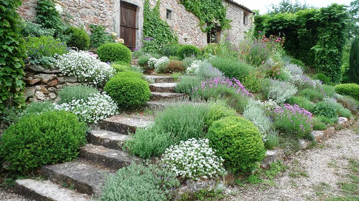 massif d'aromatiques