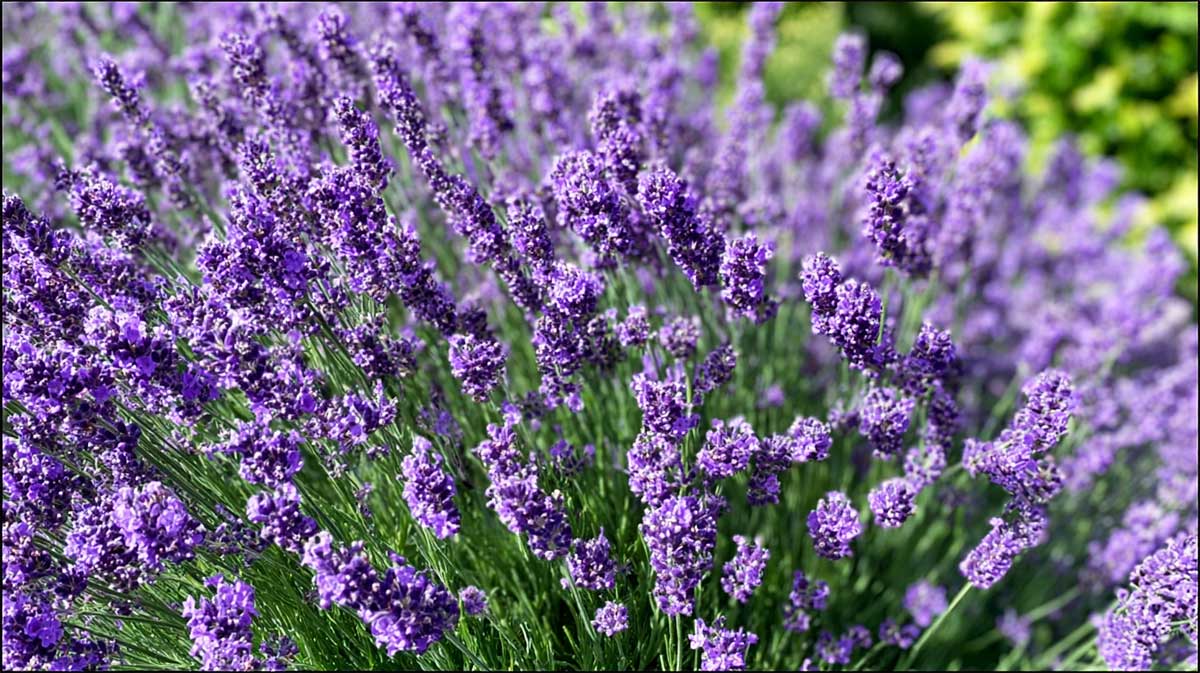 massif lavande