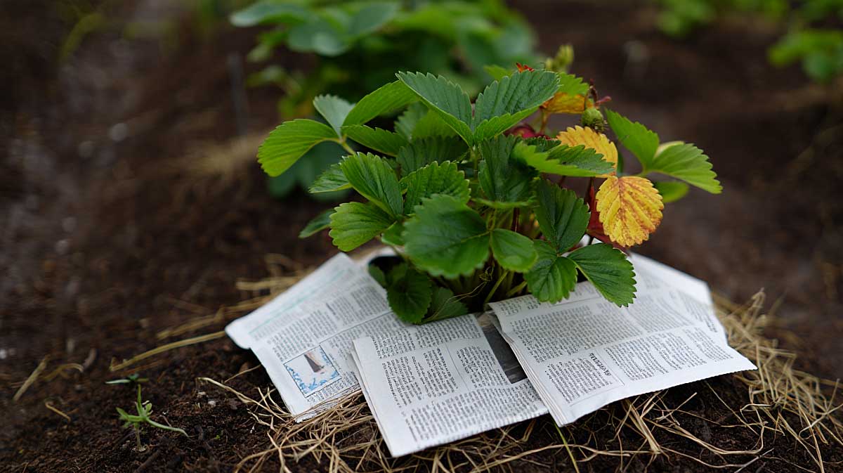 papier journal fraisier