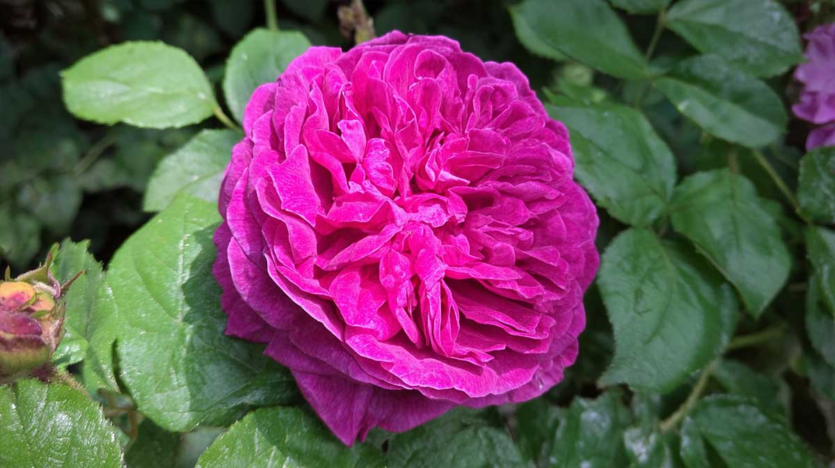 rose de rescht