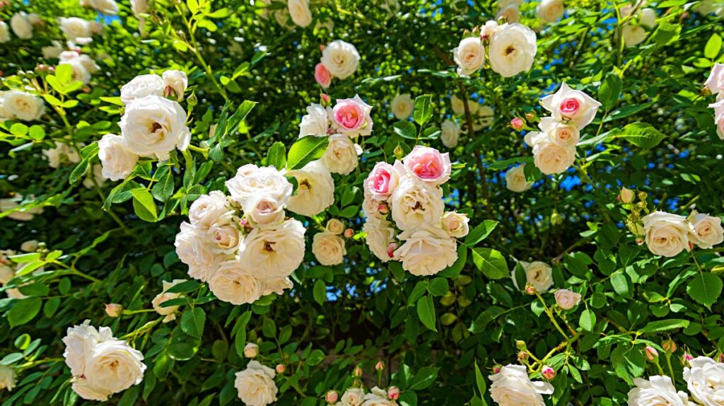 rosier grimpant blanc