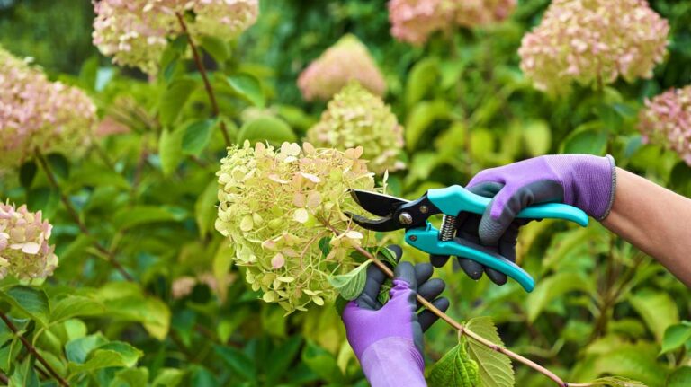 taille hortensia