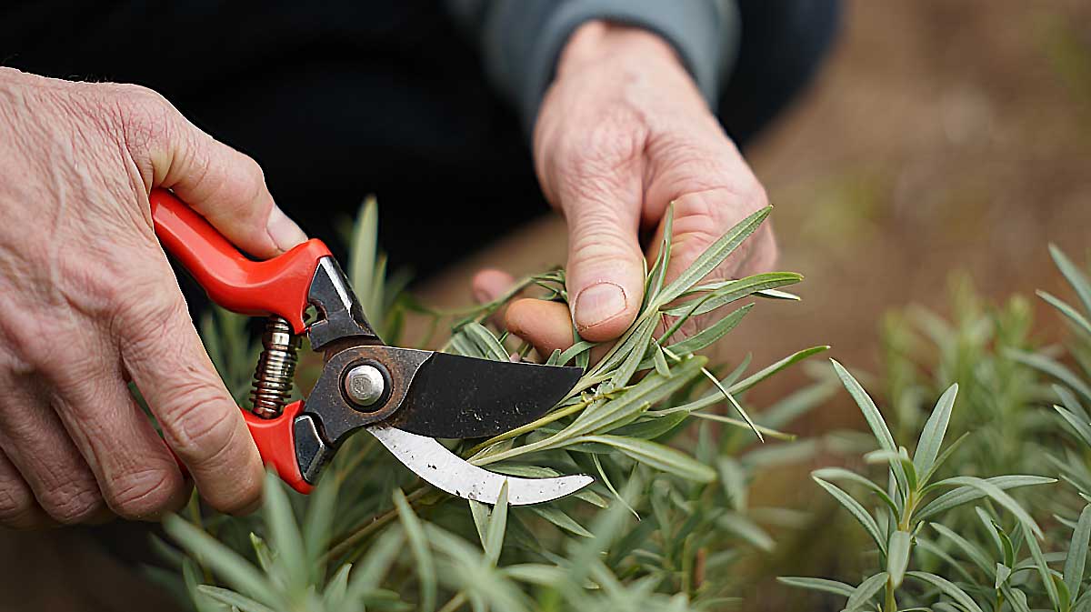 taille lavande septembre