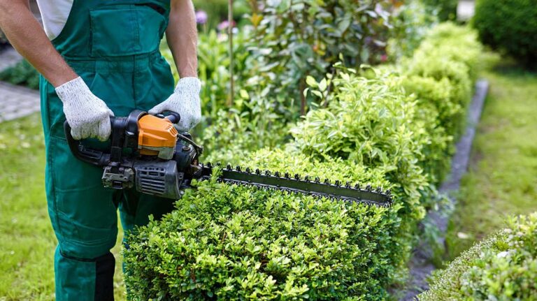 tailler haies en septembre