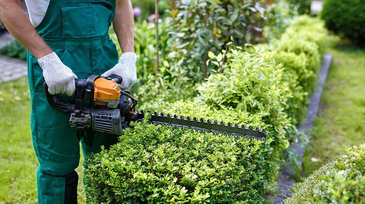 tailler haies en septembre