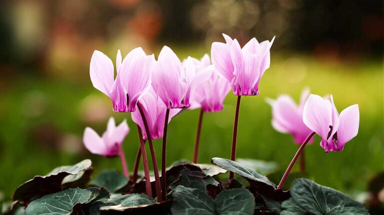 cyclamen