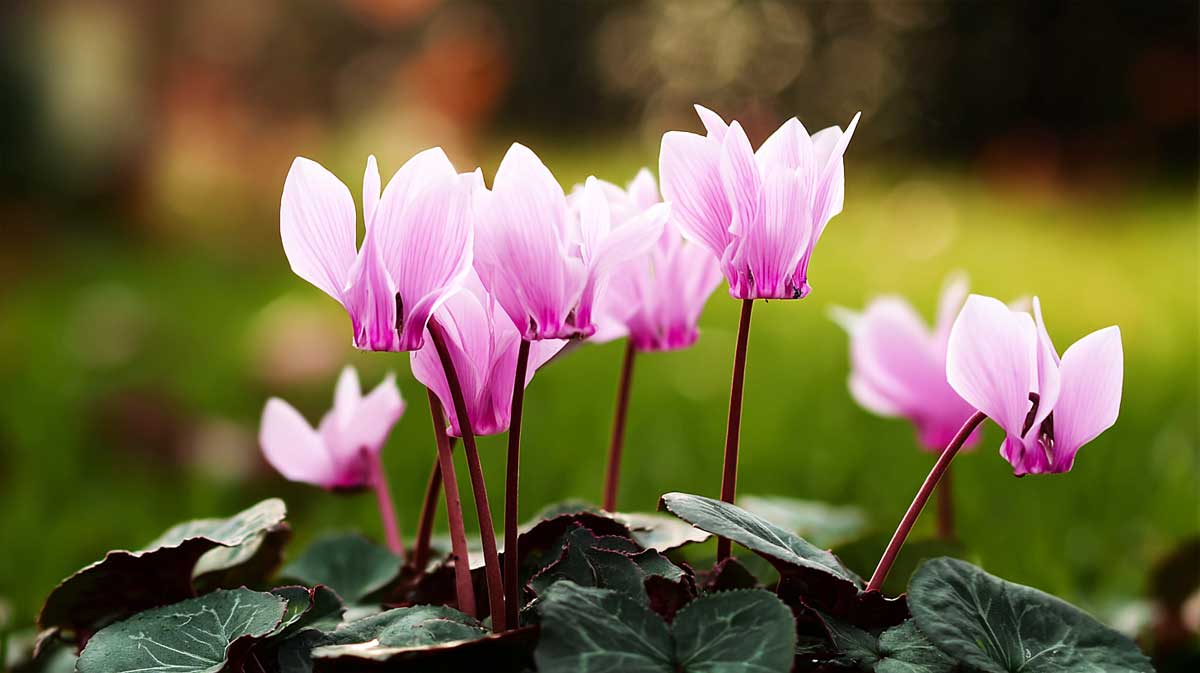 cyclamen