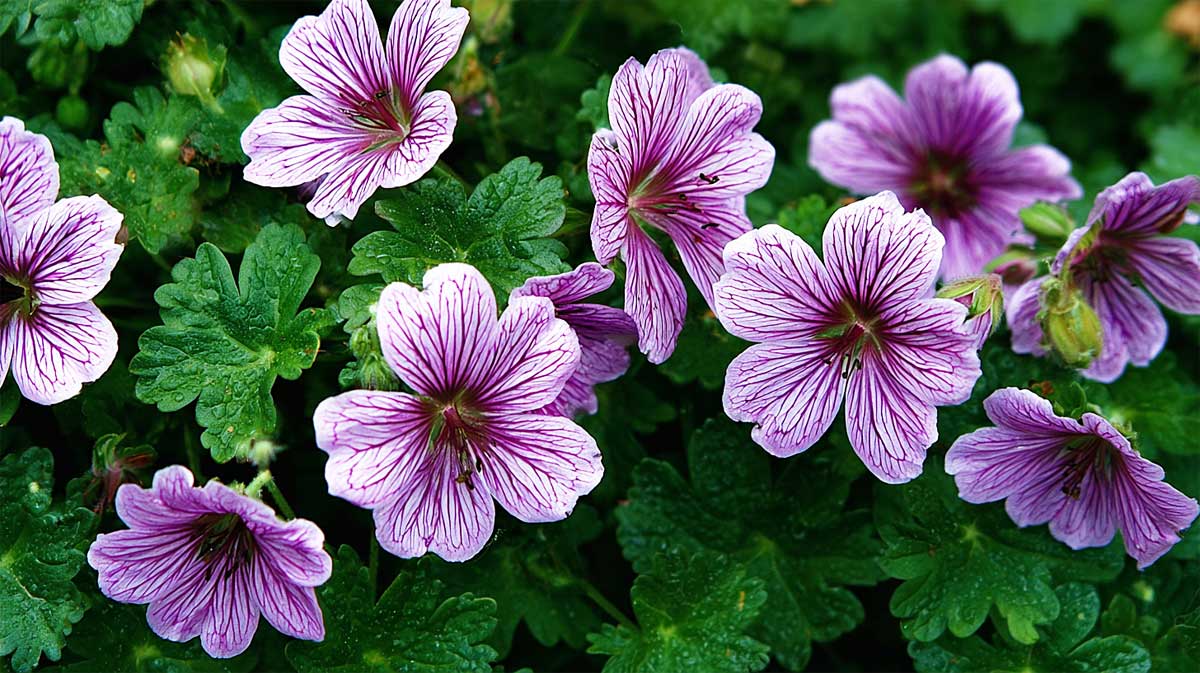 geranium vivace