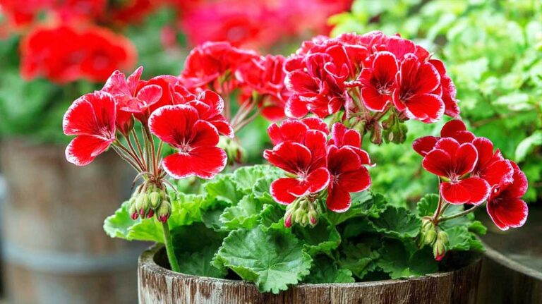geraniums