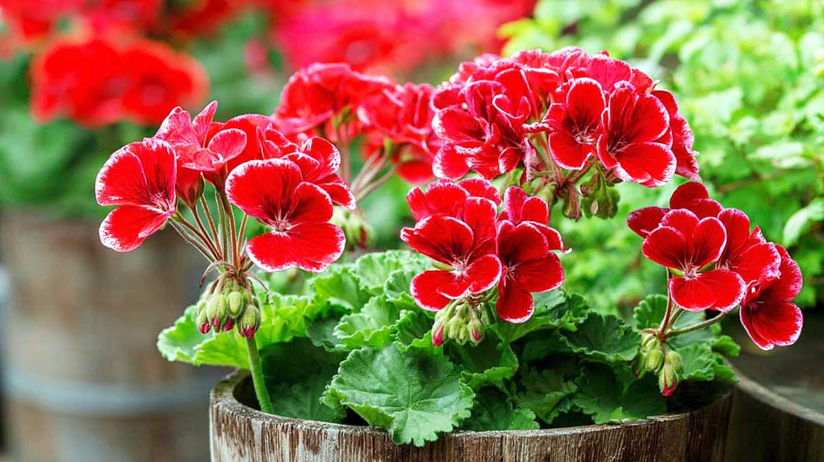 geraniums