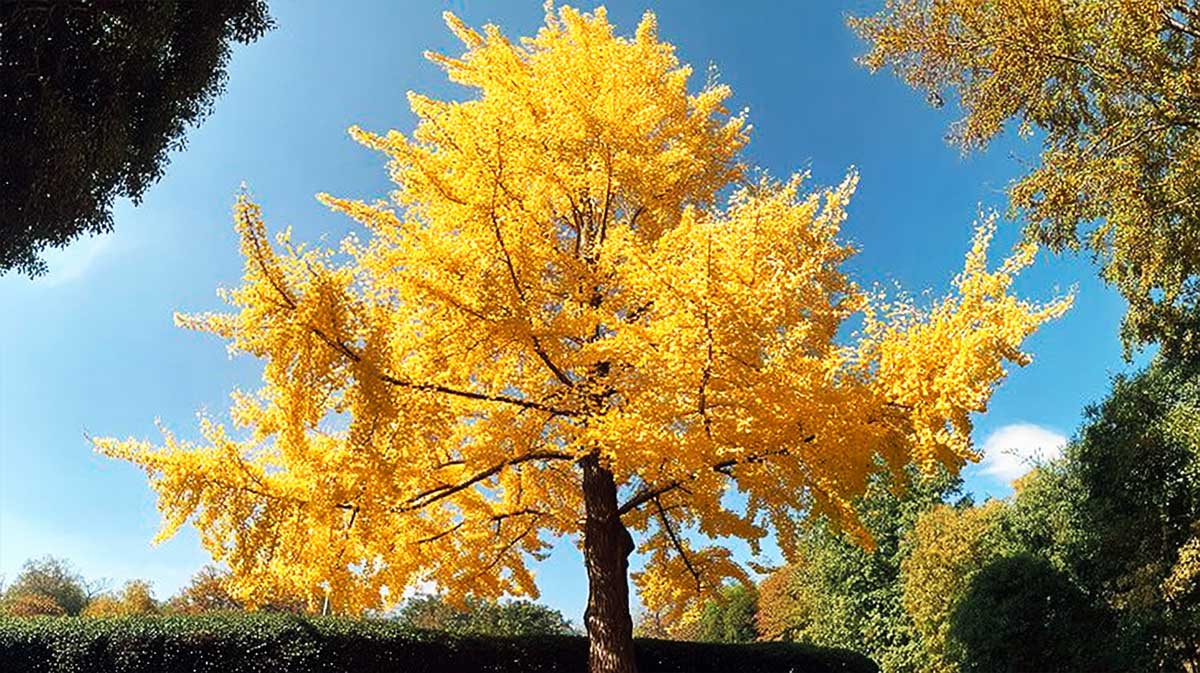 ginkgo biloba