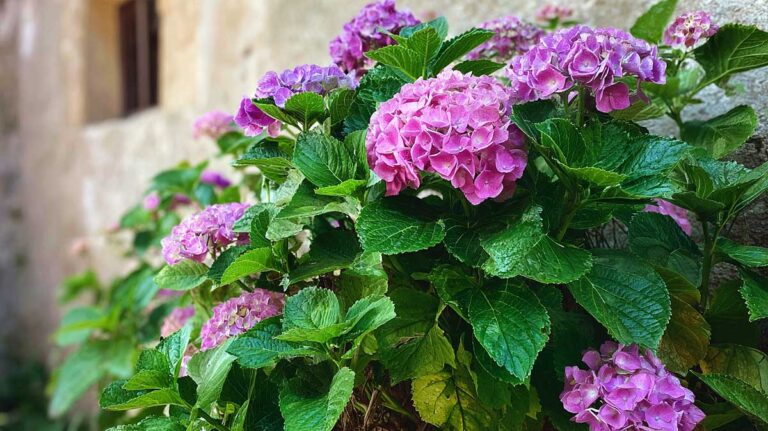 hortensia cour