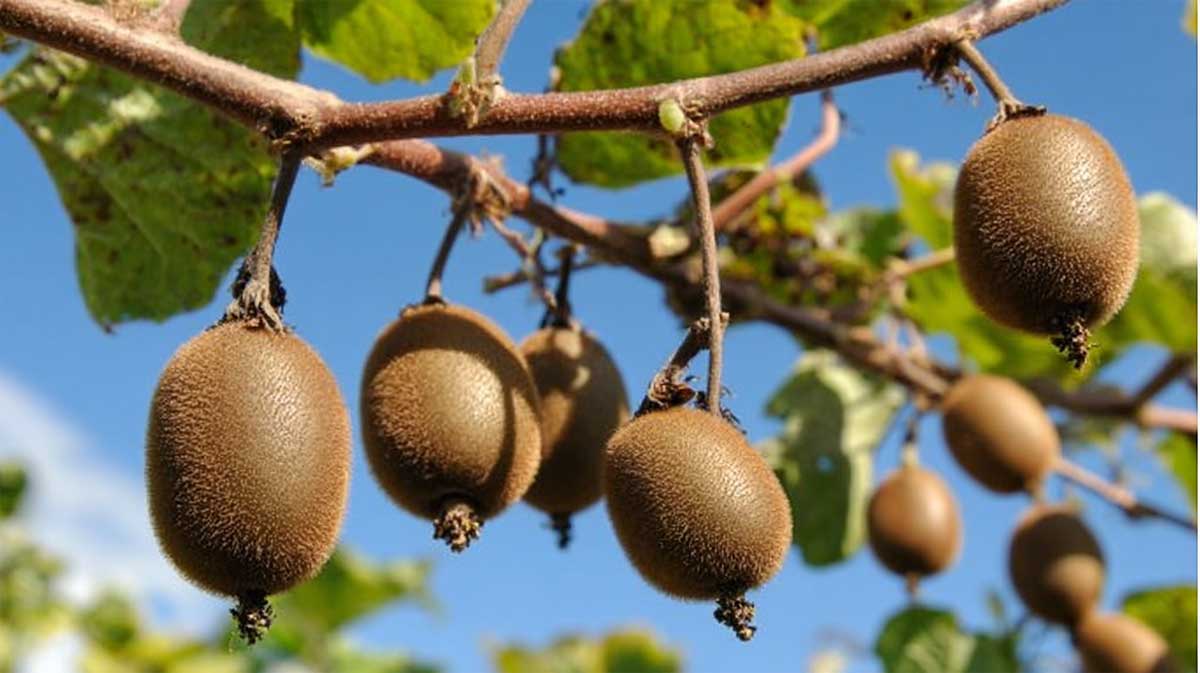 kiwis
