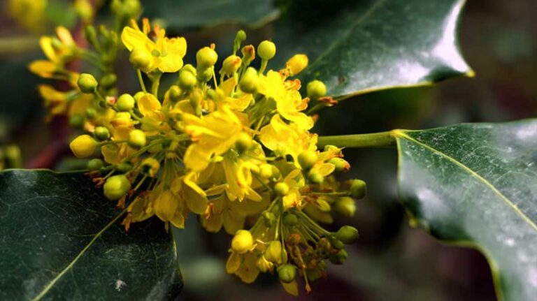 mahonia