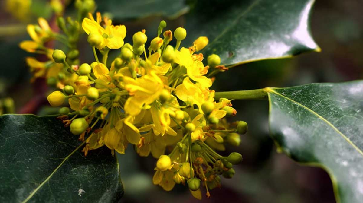 mahonia