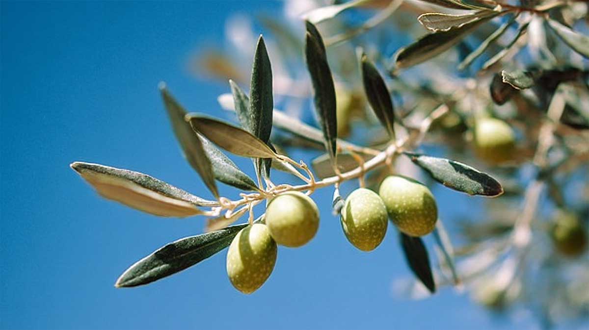 olives arbre