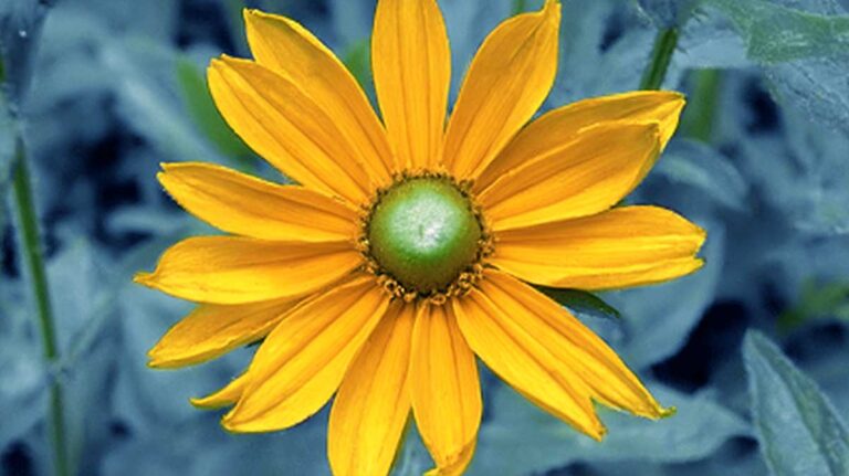 rudbeckia