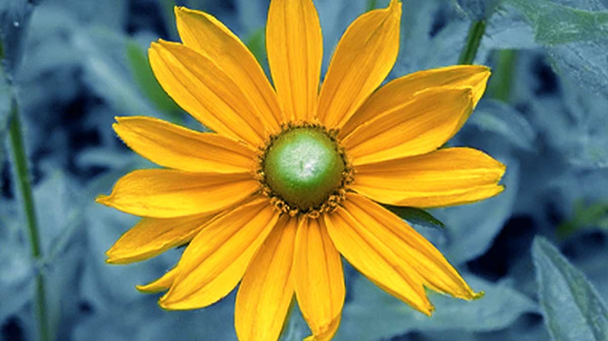 rudbeckia