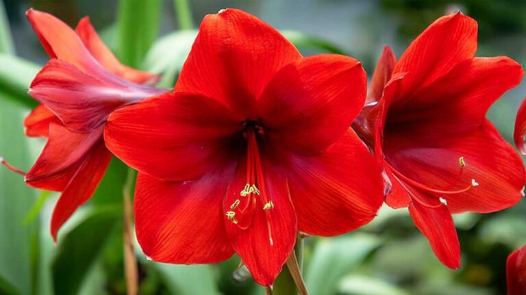 amaryllis red lion