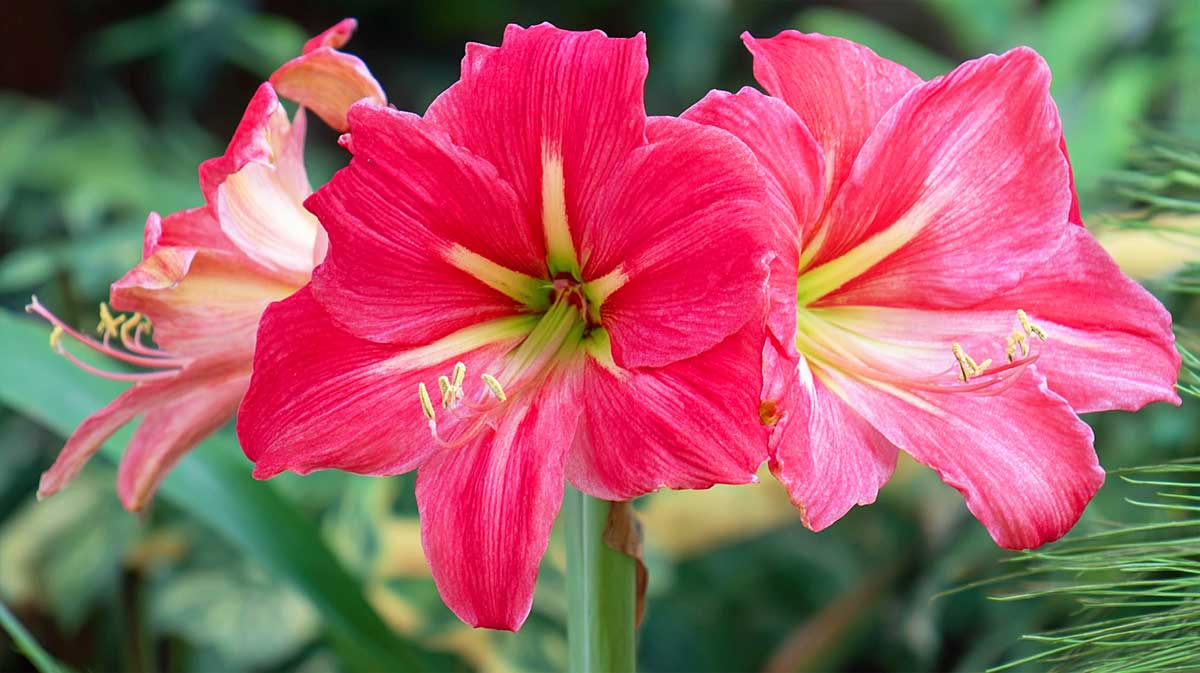 amaryllis