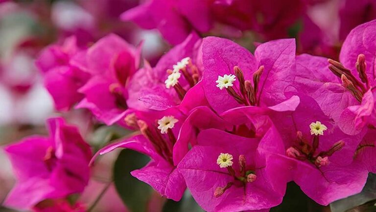 bougainvillee