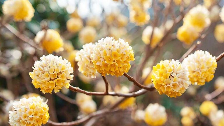 edgeworthia
