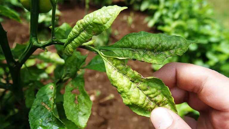 feuilles enroulees citronnier