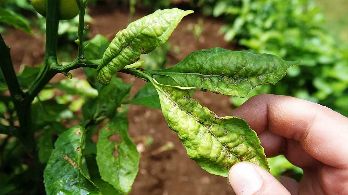 feuilles enroulees citronnier