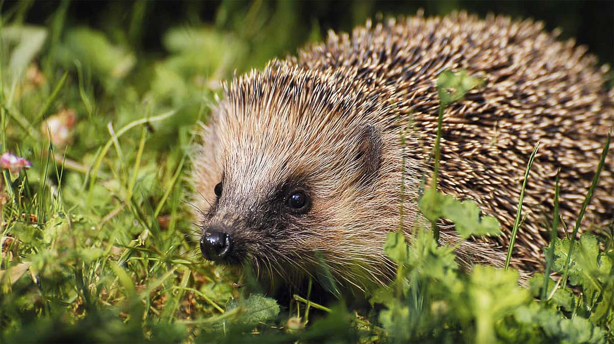 herisson