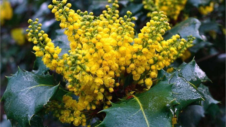 mahonia