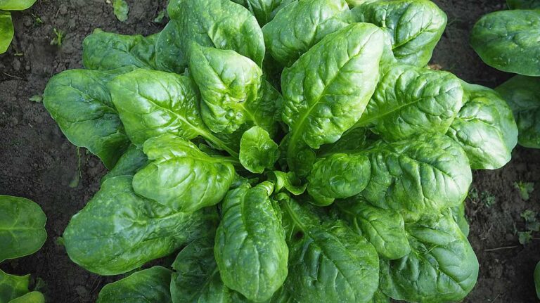 monstrueux de giroflay