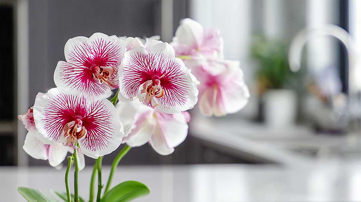 orchidee dans une cuisine