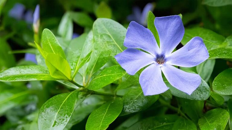 pervenche dans un jardin