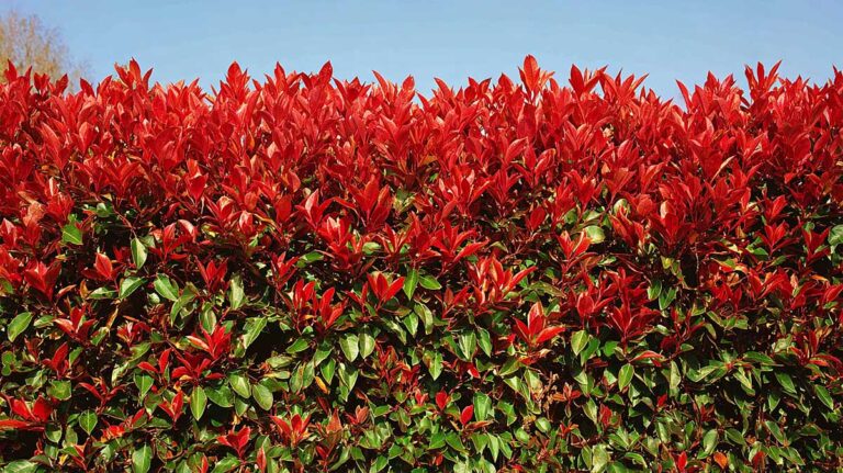 photinia