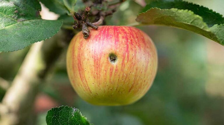 un ver dans une pomme