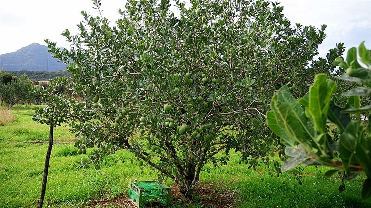 feijoa