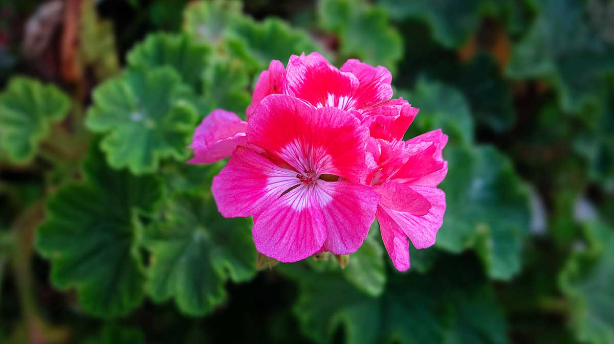 geranium